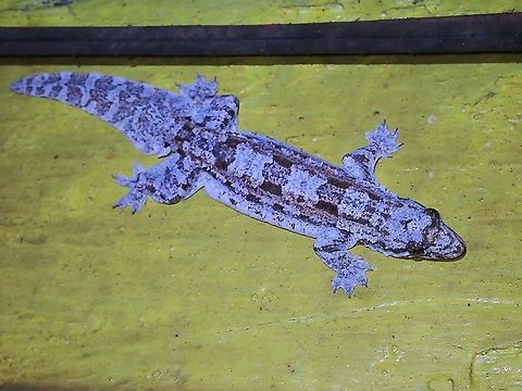 Frilled Gecko - Hemidactylus craspedotus Saw this Frilled Gecko - Hemidactylus craspedotus at the same abandoned house where I have seen many times Kuhl's Flying Gecko and had thought it is the same, so was surprised it is a different and equally interesting Gecko :D Frilled Gecko,Gecko,Hemidactylus craspedotus,Malaysia,Penang