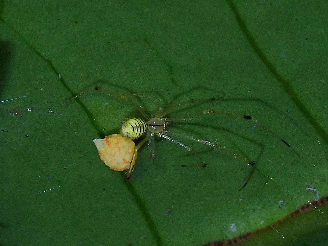 Mother to be Female Cobweb Spider - Meotipa spiniventris with an egg sac. Cobweb Spider,Malaysia,Meotipa spiniventris,Penang,Spider