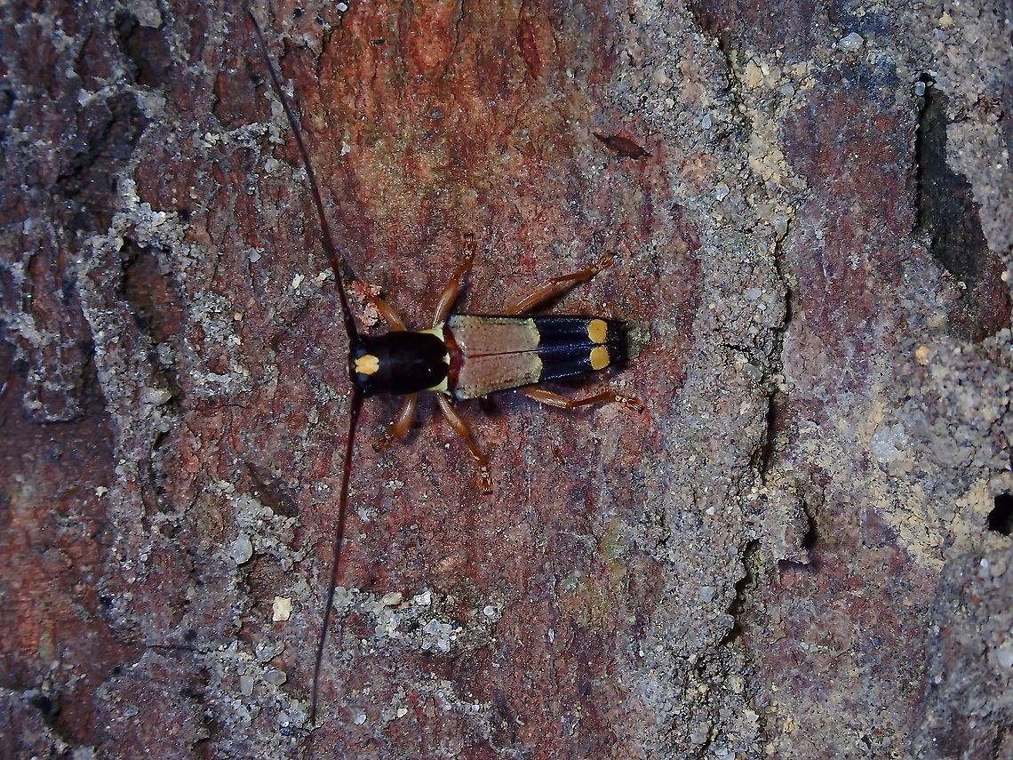 Flat-faced Longhorn Beetle - Glenea dimidiata Small size, just a bit over 1 cm. Beetle,Flat-faced Longhorn Beetle,Glenea dimidiata,Longhorn Beetle,Malaysia,Penang