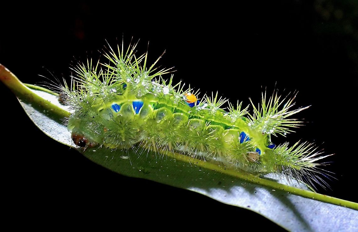 Painful Beauty! Caterpillar of Stinging Slug Moth from the genus Chibiraga, fairly common at my current location. Chibiraga,Chibiraga sp,Malaysia,Moth,Penang,Stinging Slug Moth
