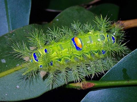 Stinging Slug Caterpillar - Chibiraga sp.  Caterpillar,Chibiraga,Chibiraga sp,Malaysia,Moth,Penang,Stinging Slug Caterpillar,Stinging Slug Moth
