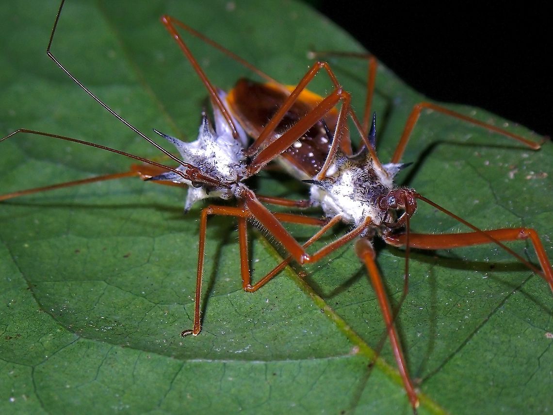 Mr & Mrs Assassin A mating pair of Assassin Bug - Epidaus validispinus Assassin Bug,Epidaus validispinus,Malaysia,Penang