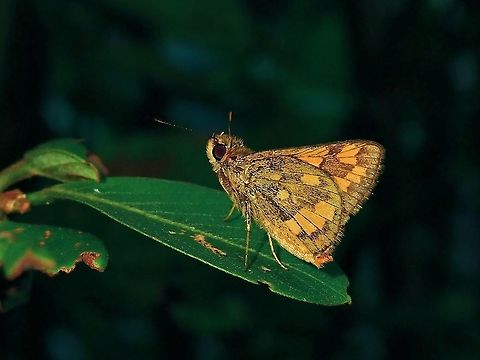 Lesser Dart - Potanthus omaha  Butterfly,Lesser Dart,Malaysia,Penang,Potanthus omaha