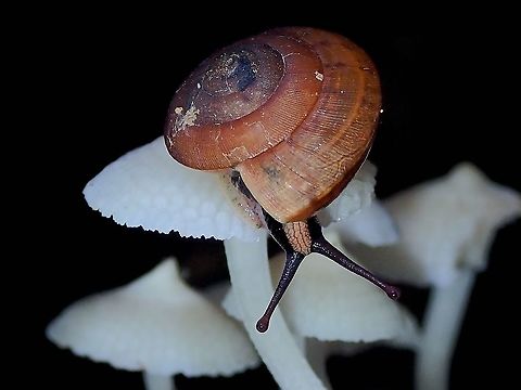 Yummy Mushroom! A Snail - Hemiplecta sp., feeding on Luminous Porecap - Favolaschia manipularis. Hemiplecta,Hemiplecta sp,Malaysia,Penang,Snail