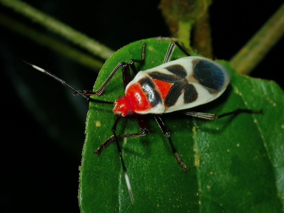 Bordered Plant Bug - Physopelta albofasciata  Bordered Plant Bug,Malaysia,Penang,Physopelta albofasciata