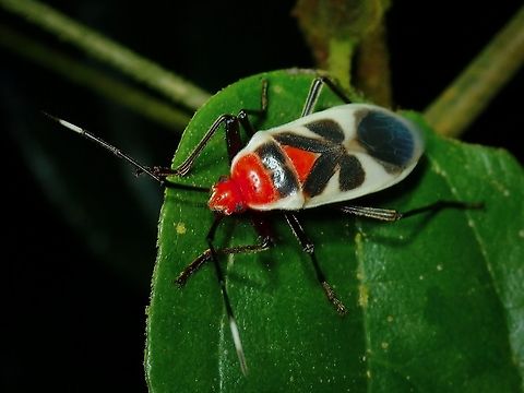 Bordered Plant Bug - Physopelta albofasciata  Bordered Plant Bug,Malaysia,Penang,Physopelta albofasciata