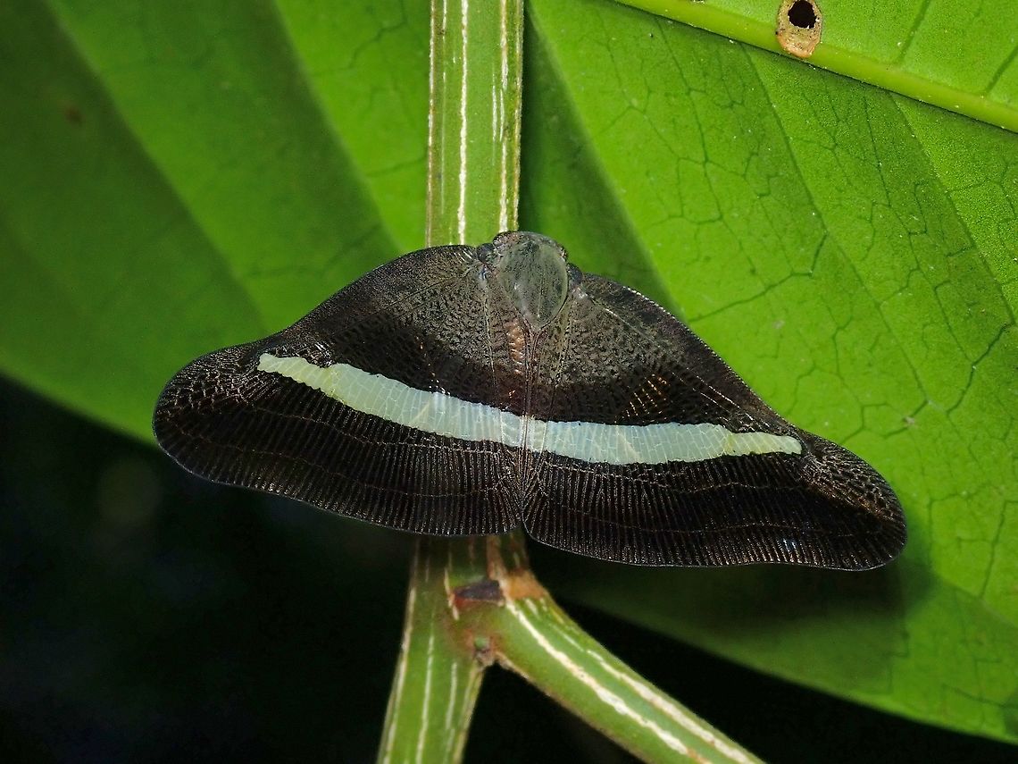 Planthopper - Pochazia transversa  Hopper,Malaysia,Penang,Planthopper,Pochazia transversa,Ricaniid Planthopper
