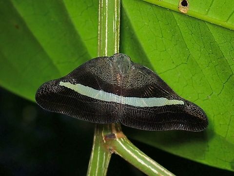 Planthopper - Pochazia transversa  Hopper,Malaysia,Penang,Planthopper,Pochazia transversa,Ricaniid Planthopper