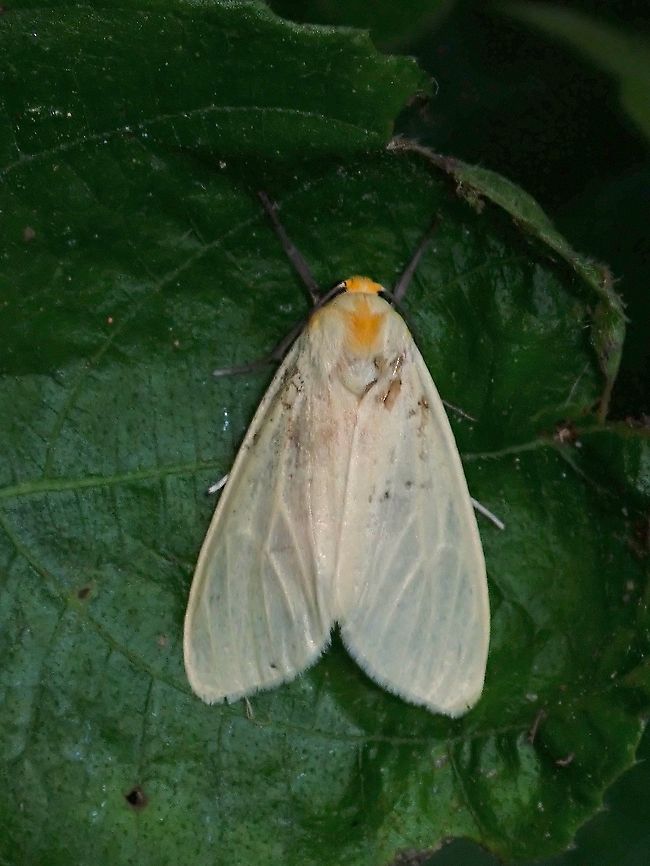 Siam Weed Defoliator - Pareuchaetes pseudoinsulata  Malaysia,Moth,Pareuchaetes pseudoinsulata,Penang,Siam Weed Defoliator