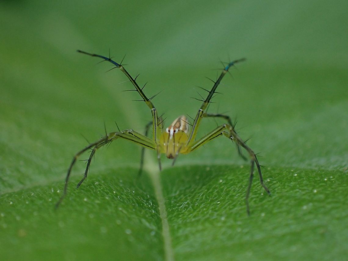 Lynx Spider - Oxyopes lineatipes  Lynx Spider,Malaysia,Oxyopes lineatipes,Penang,Spider
