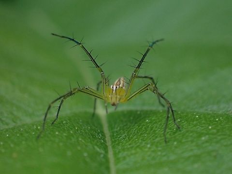 Lynx Spider - Oxyopes lineatipes  Lynx Spider,Malaysia,Oxyopes lineatipes,Penang,Spider
