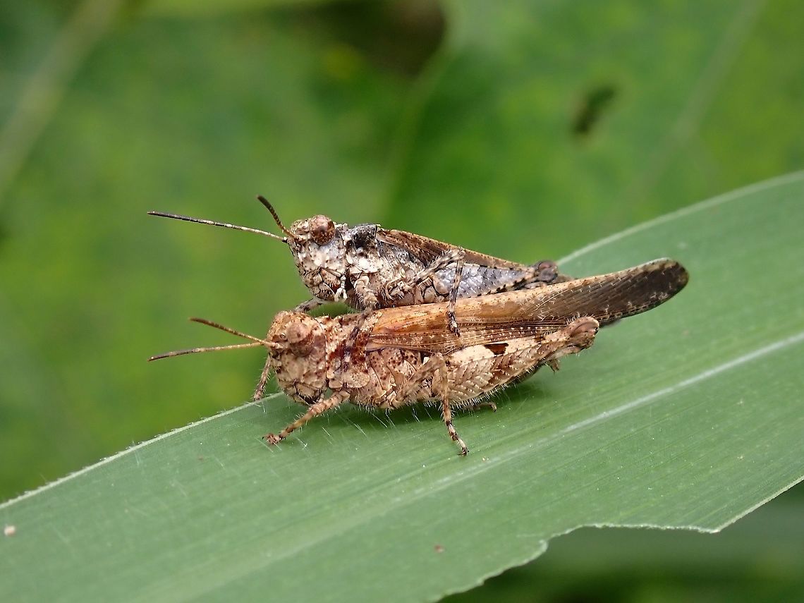Carinate Locust - Trilophidia annulata  Carinate Locust,Locust,Malaysia,Penang,Trilophidia annulata