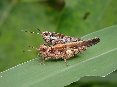 Carinate Locust - Trilophidia annulata  Carinate Locust,Locust,Malaysia,Penang,Trilophidia annulata