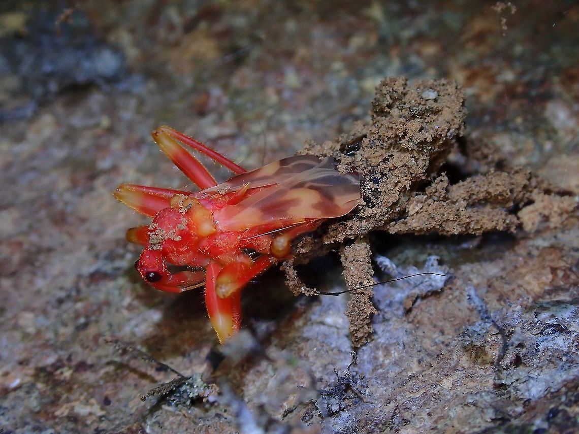 Deadly Beauty Emerging! I have been observing the nymph with the dull boring look on the same exact tree for a few weeks and was fortunate to observe it moulting to adult and emerging in bright red colours.  A few hours later, when turning back on the same trail checking on the same exact tree, saw the same Assassin bug has turned into the dark/light brown form. Acanthaspis inermis,Assassin Bug,Malaysia,Penang