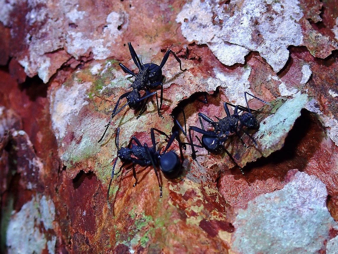 Armed Spiny Ant - Polyrhachis armata  Ant,Armed Spiny Ant,Malaysia,Penang,Polyrhachis armata,Spiny Ant