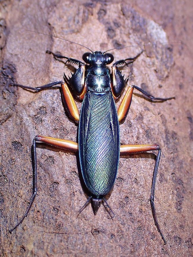 Metallic! Males of the species are metallic blue in colour. Bark Mantis,Iridescent Bark Mantis,Malaysia,Mantis,Metallyticus splendidus,Penang,Praying Mantis