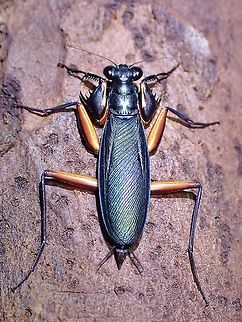Metallic! Males of the species are metallic blue in colour. Bark Mantis,Iridescent Bark Mantis,Malaysia,Mantis,Metallyticus splendidus,Penang,Praying Mantis