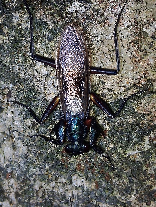 Bark Mantis - Metallyticus violaceus Wings of males are translucent. Bark Mantis,Malaysia,Mantis,Metallyticus violaceus,Penang,Praying Mantis