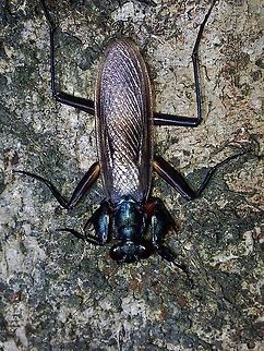 Bark Mantis - Metallyticus violaceus Wings of males are translucent. Bark Mantis,Malaysia,Mantis,Metallyticus violaceus,Penang,Praying Mantis