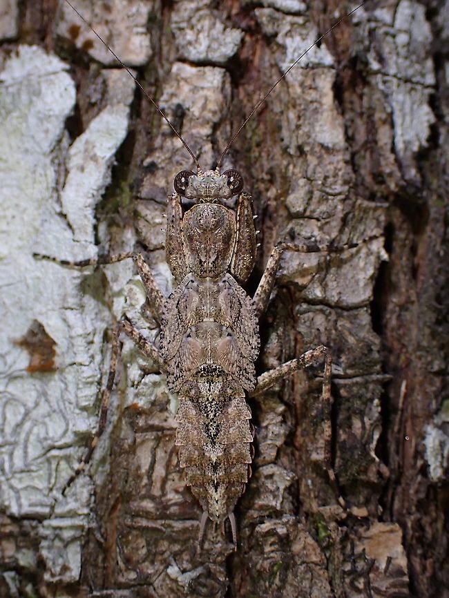 Camouflage A male nymph of Bark Mantis - Theopompa sp.<br />
This is the 3rd Bark Mantis species I found in my current locality, this one possibly yet to be described. Bark Mantis,Malaysia,Mantis,Penang,Praying Mantis,Theopompa,Theopompa sp
