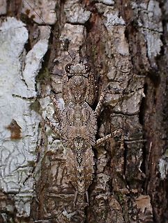 Camouflage A male nymph of Bark Mantis - Theopompa sp.
This is the 3rd Bark Mantis species I found in my current locality, this one possibly yet to be described. Bark Mantis,Malaysia,Mantis,Penang,Praying Mantis,Theopompa,Theopompa sp