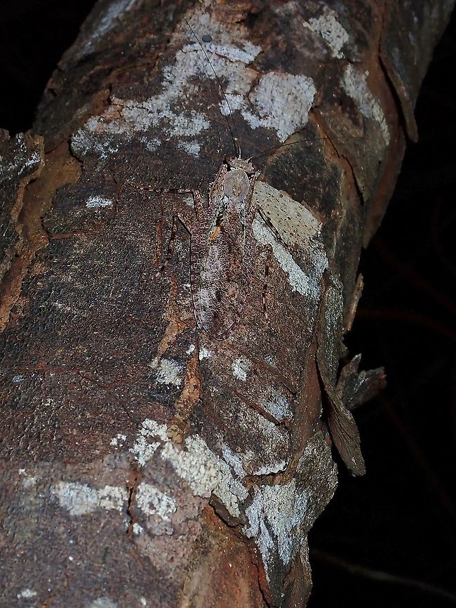 Find Me! First time to find this Bark Mantis - Theopompa sp. at my current location.<br />
Very well camouflaged, it was the antennae that gave it away. Bark Mantis,Malaysia,Mantis,Penang,Praying Mantis,Theopompa,Theopompa sp