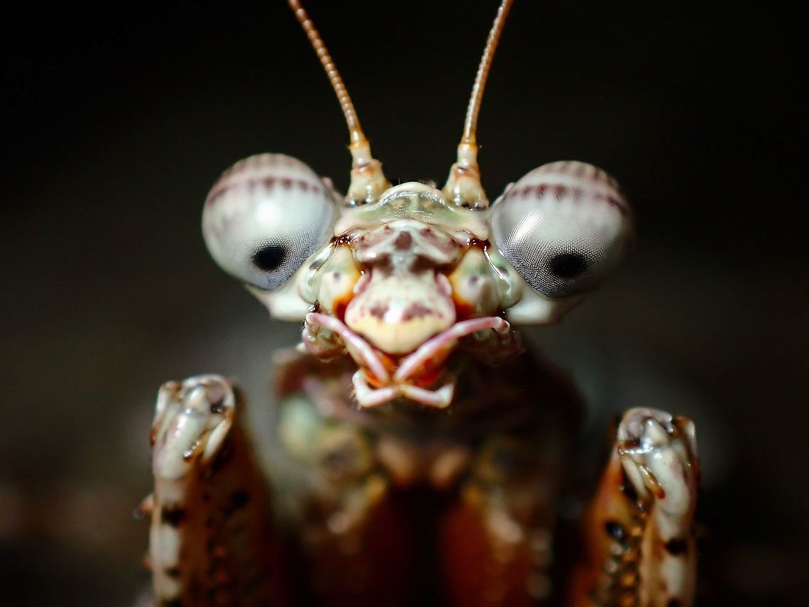 ET is back! Close-up of Bark Mantis - Theopompa, with cute expression.<br />
After first finding them at my current location, have been able to locate them again each time I goes back to their &#039;habitat&#039;. Bark Mantis,Malaysia,Mantis,Penang,Praying Mantis,Theopompa,Theopompa sp