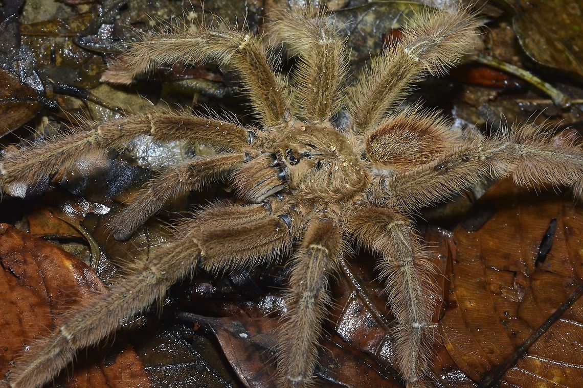 Malaysian Purple Earth Tiger Tarantula - Phormingochilus everetti Regular colour variation of this species, some have been seen in purple colour, hence their common name, Malaysia,Malaysian Purple Earth Tiger Tarantula,Phormingochilus everetti,Sabah,Tarantula