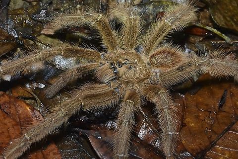 Malaysian Purple Earth Tiger Tarantula