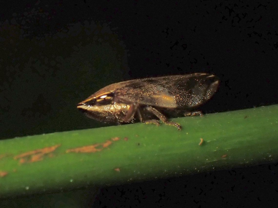 Spittlebug - Clovia conifera  Clovia conifera,Malaysia,Penang,Spittlebug