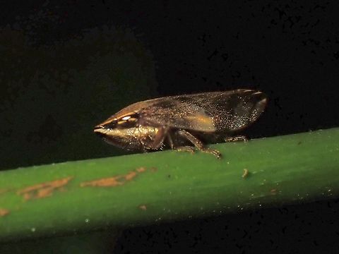 Spittlebug - Clovia conifera  Clovia conifera,Malaysia,Penang,Spittlebug