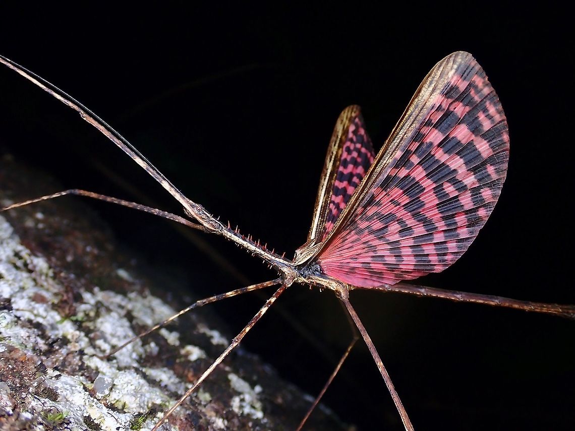 Proud Dragon Male Phasmid of the species Diesbachia tamyris showing off his beautiful wings. Diesbachia tamyris,Malaysia,Penang,Phasmatodea,Phasmid,Stick Insect