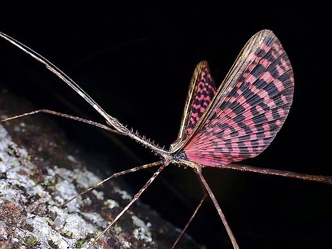Proud Dragon Male Phasmid of the species Diesbachia tamyris showing off his beautiful wings. Diesbachia tamyris,Malaysia,Penang,Phasmatodea,Phasmid,Stick Insect