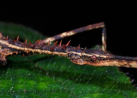 Bloody Spines! The spines on the thorax of this male Phasmid is red in colour to match the colour of his wings.

https://www.jungledragon.com/image/122638/proud_dragon.html Diesbachia tamyris,Malaysia,Penang,Phasmatodea,Phasmid,Phasmida,Stick Insect