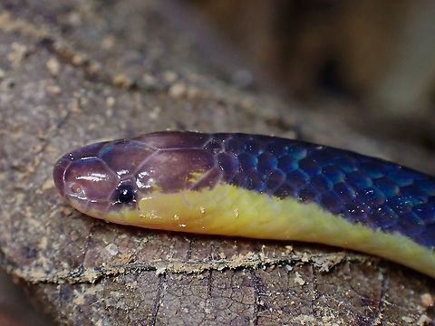 Gorgeous Reed Snake  Calamaria schlegeli,Malaysia,Penang,Pink-Headed Reed Snake,Reed Snake,Snake