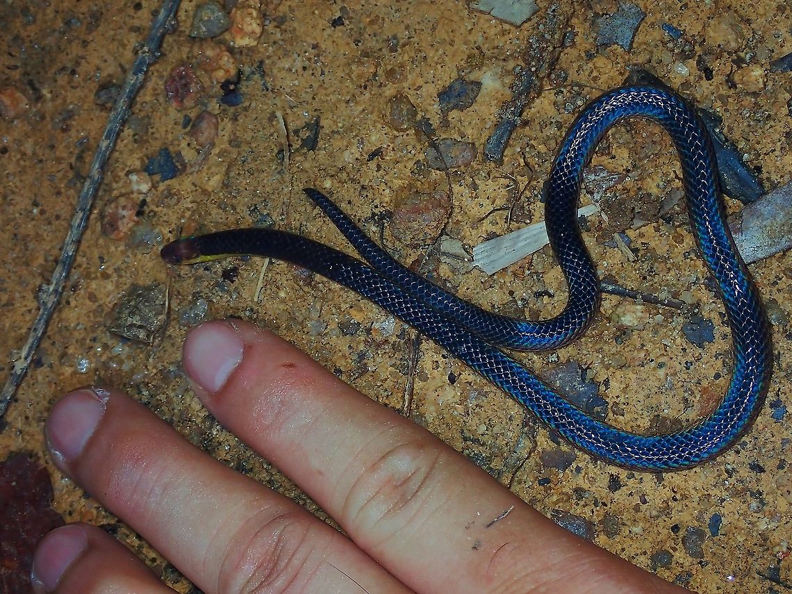 Pink-Headed Reed Snake - Calamaria schlegeli My hand next to this docile snake for size reference. Calamaria schlegeli,Malaysia,Penang,Pink-Headed Reed Snake,Reed Snake,Snake