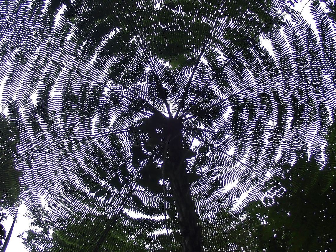 Scaly Tree Fern - Cyathea latebrosa/Alsophila latebrosa  Alsophila latebrosa,Cyathea latebrosa,Fern,Malaysia,Penang,Plant,Scaly Tree Fern