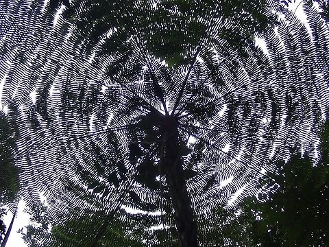 Scaly Tree Fern - Cyathea latebrosa/Alsophila latebrosa  Alsophila latebrosa,Cyathea latebrosa,Fern,Malaysia,Penang,Plant,Scaly Tree Fern