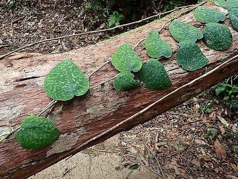 Satin Pothos - Scindapsus pictus  Malaysia,Penang,Plant,Satin Pothos,Scindapsus pictus