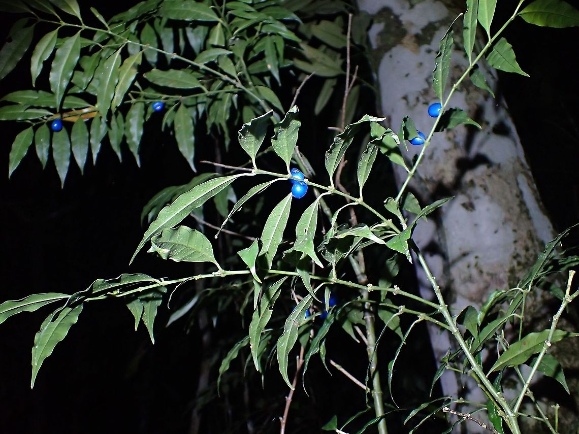 Blue Fruits  Fruits,Lasianthus hirsutus,Malaysia,Penang,Plant