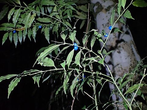 Blue Fruits  Fruits,Lasianthus hirsutus,Malaysia,Penang,Plant