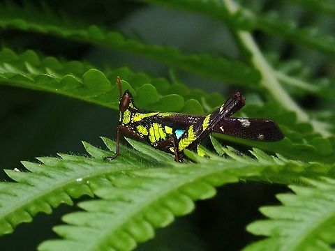 Conjoined Spot Monkey-Grasshopper - Erianthus serratus  Conjoined Spot Monkey-Grasshopper,Erianthus serratus,Grasshopper,Malaysia,Monkey-Grasshopper,Penang
