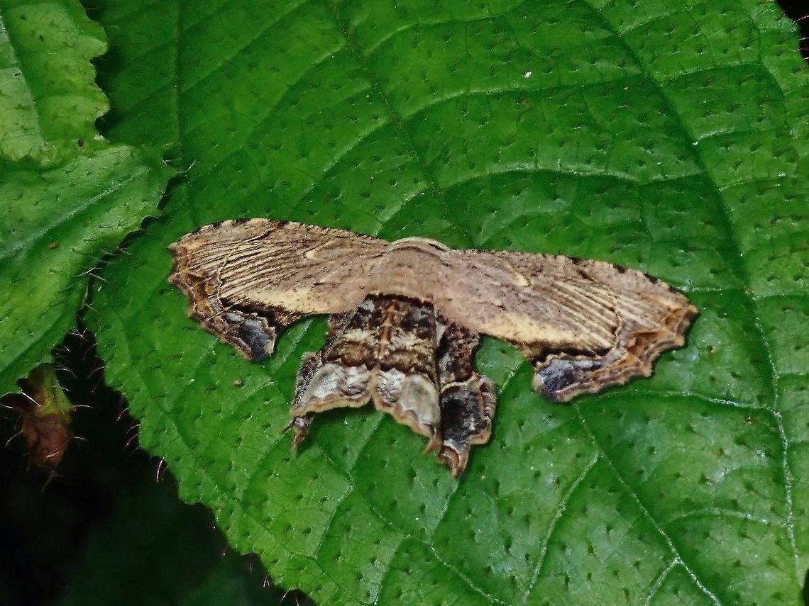 Scoopwing Moth - Dysaethria erasaria  Dysaethria erasaria,Malaysia,Moth,Penang,Scoopwing Moth