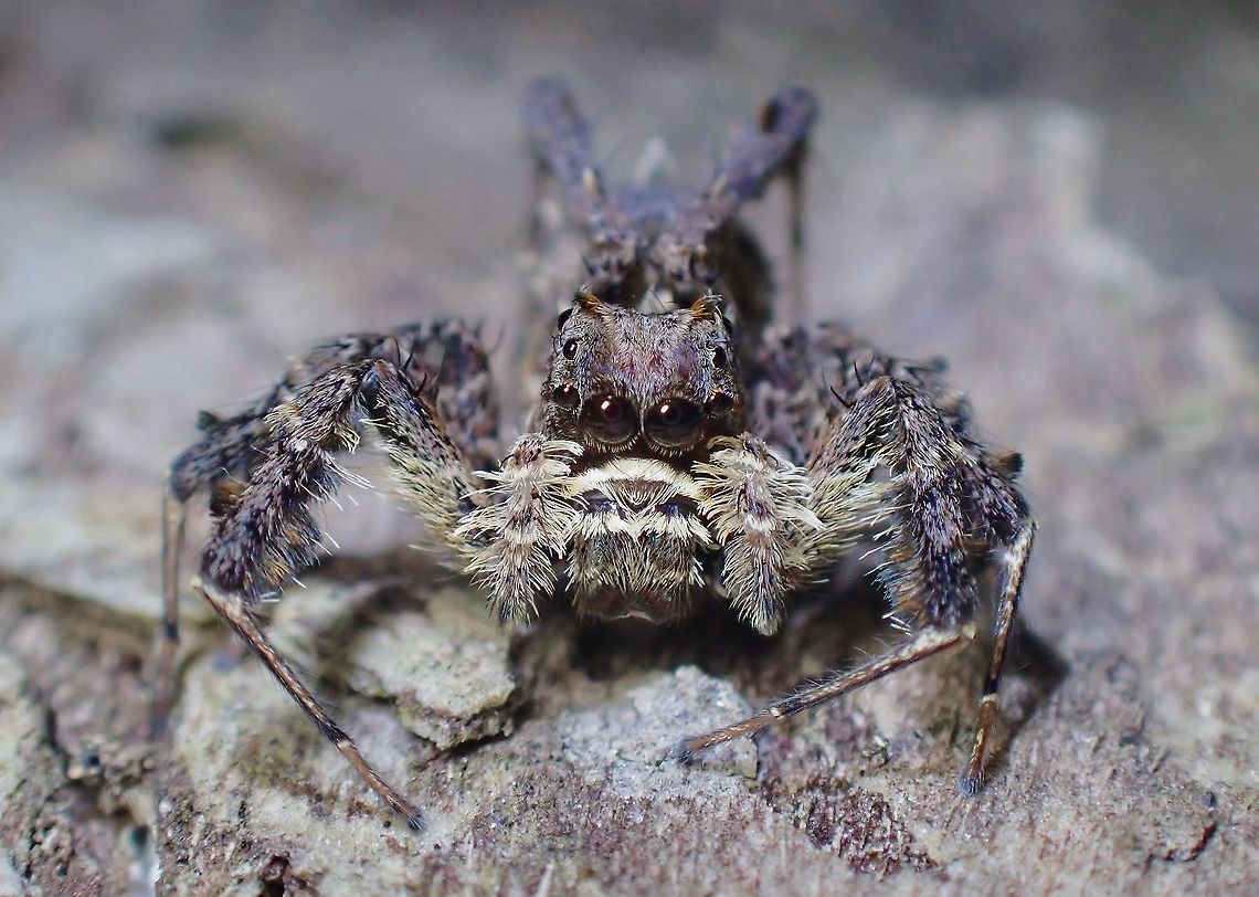 White-Mustached Portia - Portia labiata  Jumping Spider,Malaysia,Penang,Portia labiata,Spider,White-Mustached Portia