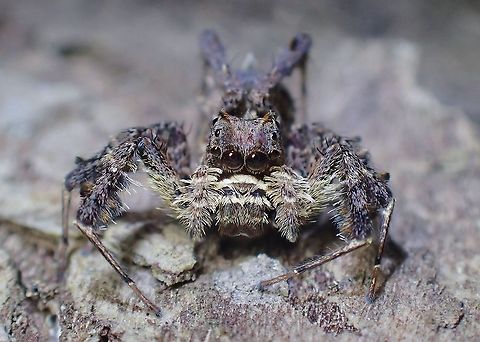White-Mustached Portia - Portia labiata  Jumping Spider,Malaysia,Penang,Portia labiata,Spider,White-Mustached Portia