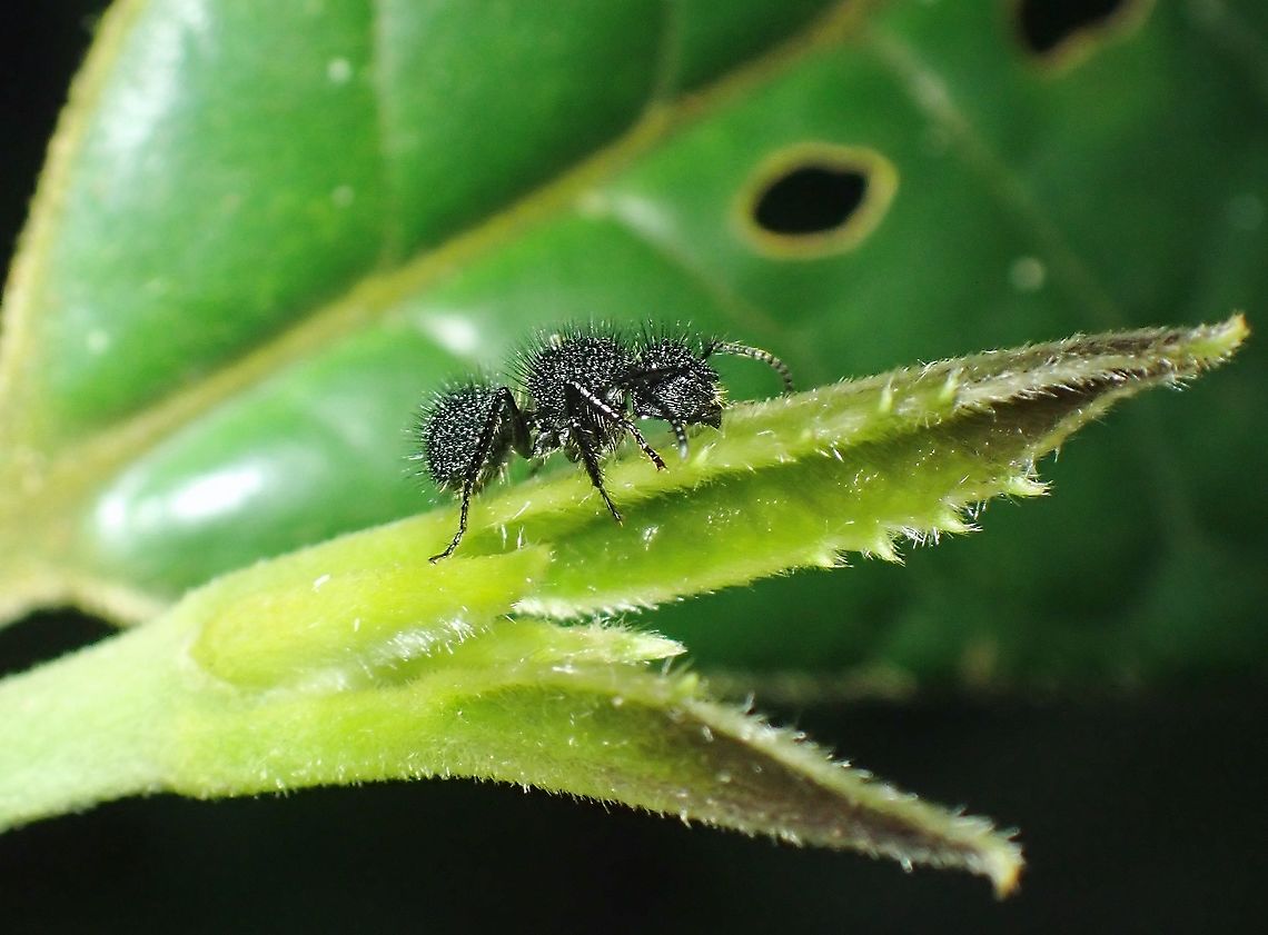 Spiny? Or Hairy? This Ants are not found in big numbers as compared to other typical ants colonies.<br />
They can moves very fast and when reaching the tip of plant, they will even just drop to the ground willingly. Ants,Echinopla melanarctos,Malaysia,Penang