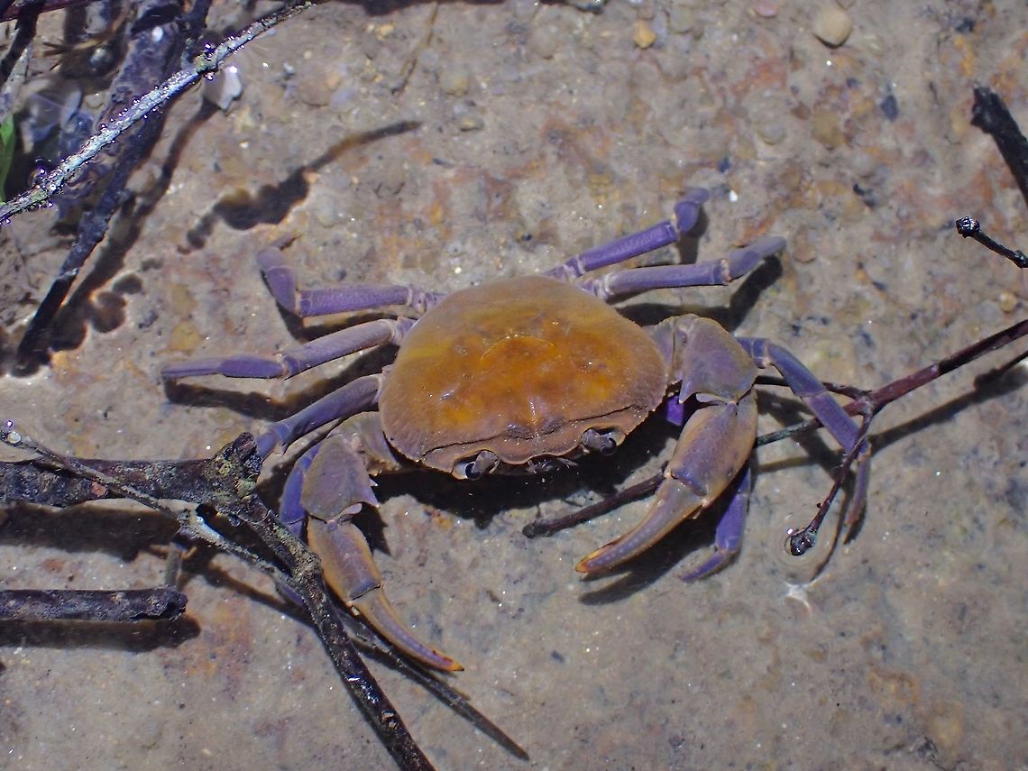 Fresh Water Crab - Stoliczia stoliczkana Surprised to find this beautifully coloured fresh water crabs at my backyard. Crab,Fresh Water Crab,Malaysia,Penang,Stoliczia stoliczkana
