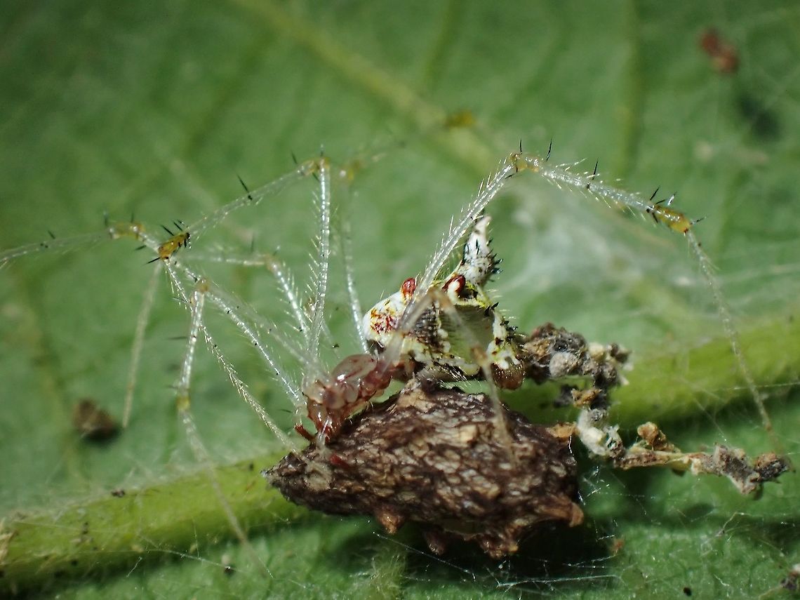 Caring Mother-to-be This Spiders egg sac looks like debris that she collects around her.  Small in size and a challenge to take pics as the long legs are always blocking the face and features on the abdomen.  Her abdomen is partially translucent. Cobweb Spider,Malaysia,Meotipa thalerorum,Penang,Spider