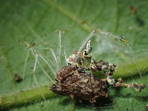 Caring Mother-to-be This Spiders egg sac looks like debris that she collects around her.  Small in size and a challenge to take pics as the long legs are always blocking the face and features on the abdomen.  Her abdomen is partially translucent. Cobweb Spider,Malaysia,Meotipa thalerorum,Penang,Spider