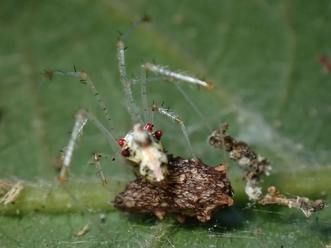 Red Pimples! There&#039;s 4 red spots on the back of abdomen of this spider, 2 on each side. Cobweb Spider,Malaysia,Meotipa thalerorum,Penang,Spider